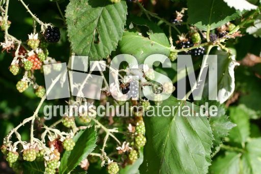 Brombeeren-A4.jpg